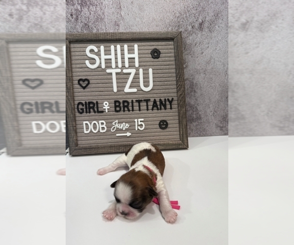Medium Photo #19 Shih Tzu Puppy For Sale in NEW YORK MILLS, MN, USA
