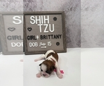 Small Photo #19 Shih Tzu Puppy For Sale in NEW YORK MILLS, MN, USA