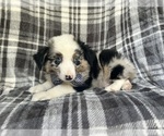 Small #1 Miniature Australian Shepherd