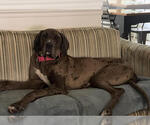 Small #7 Great Dane