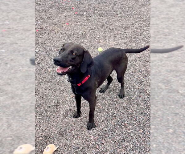 Medium Photo #2 Labrador Retriever-Unknown Mix Puppy For Sale in Webster, WI, USA