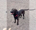 Small #1 Labrador Retriever Mix