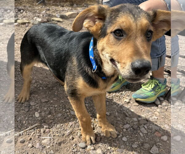 Medium Photo #3 Mutt Puppy For Sale in Williamsburg, NM, USA