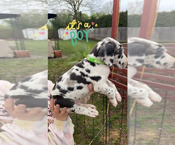 Medium Photo #1 Great Dane Puppy For Sale in SALEM, OR, USA