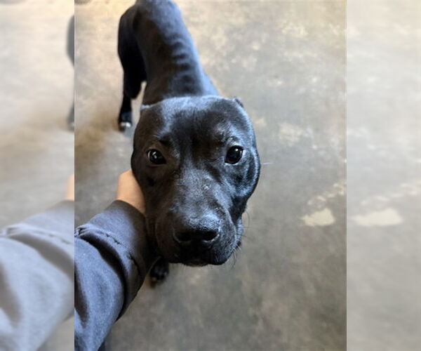 Medium Photo #1 American Staffordshire Terrier-Unknown Mix Puppy For Sale in Tallahassee, FL, USA
