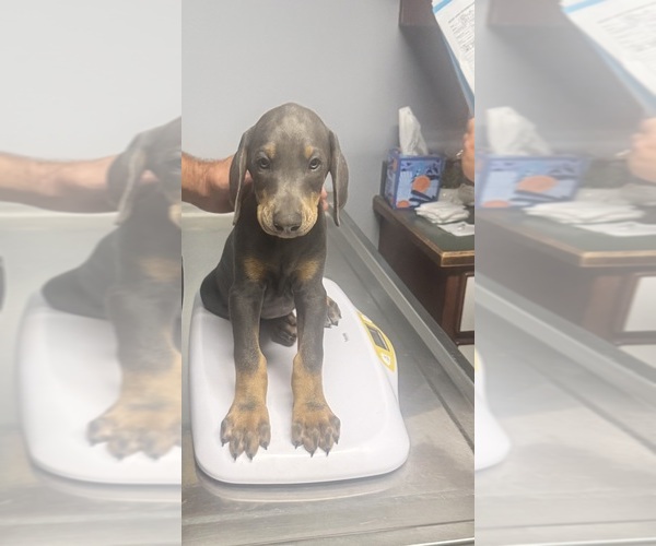 Medium Photo #2 Doberman Pinscher Puppy For Sale in MEDFORD, OR, USA