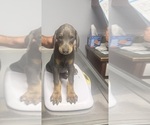 Small #1 Doberman Pinscher