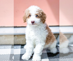 Miniature Bernedoodle Puppy for sale in HUNTERTOWN, IN, USA