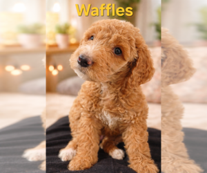 Medium Labradoodle mix (+ Poodle Standard)