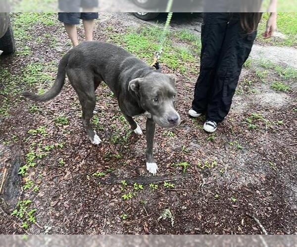 Medium Photo #1 American Staffordshire Terrier-Unknown Mix Puppy For Sale in Ocala, FL, USA