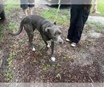 Small American Staffordshire Terrier Mix