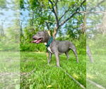 Small #4 American Staffordshire Terrier