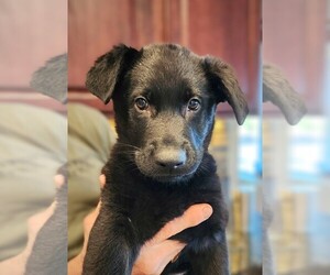 German Shepherd Dog Puppy for sale in BOZEMAN, MT, USA
