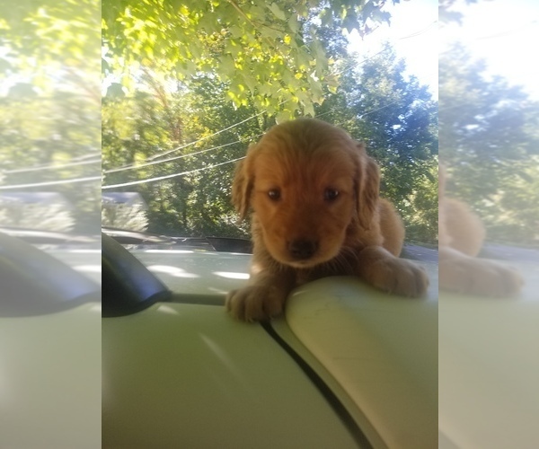 Medium Photo #6 Golden Retriever Puppy For Sale in MCMINNVILLE, TN, USA