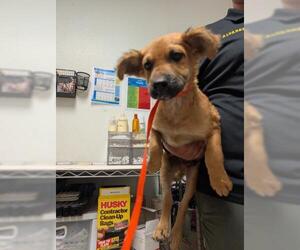 Collie Dogs for adoption in Bakersfield, CA, USA