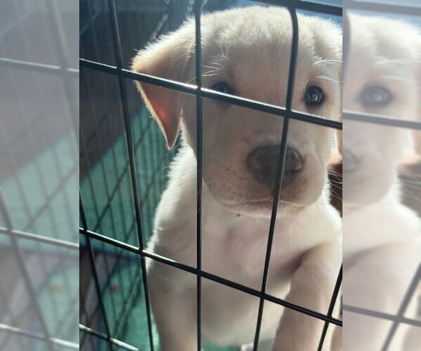 Medium Photo #3 Mutt Puppy For Sale in St. Louis Park, MN, USA