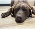 Small #2 Labrador Retriever Mix