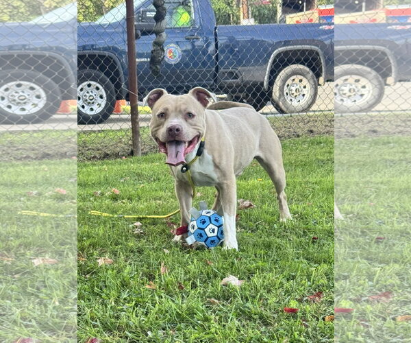 Medium Photo #4 American Staffordshire Terrier-Unknown Mix Puppy For Sale in Perth Amboy, NJ, USA