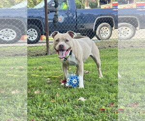 Enzo - Male American Staffordshire Terrier-Unknown Mix Dog for Adoption - Photo #4