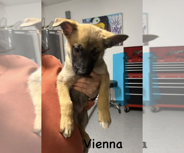 Medium Photo #3 German Shepherd Dog-Unknown Mix Puppy For Sale in Imlay City, MI, USA