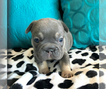 Small #3 French Bulldog