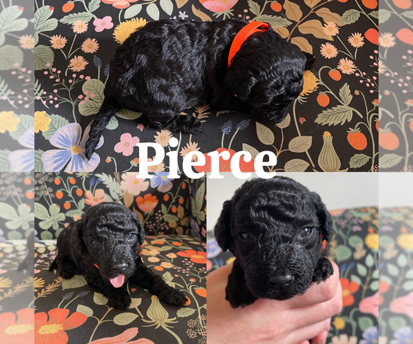 Medium Photo #2 Goldendoodle (Miniature) Puppy For Sale in NASHVILLE, TN, USA