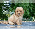 Small #2 Poodle (Miniature)