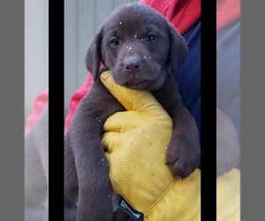 Labrador Retriever Dog for Adoption in OLYMPIA, Washington USA