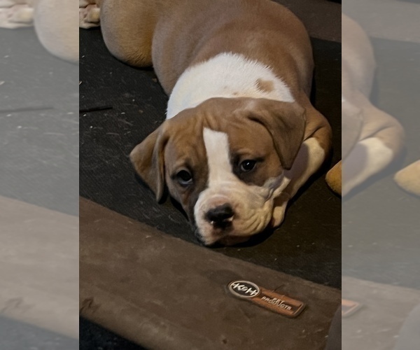 Medium Photo #8 American Bulldog Puppy For Sale in BONAIRE, GA, USA