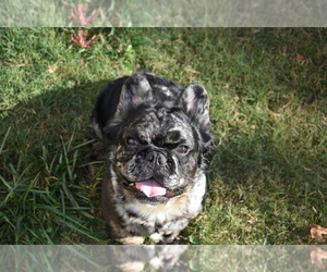 Father of the French Bulldog puppies born on 11/12/2024