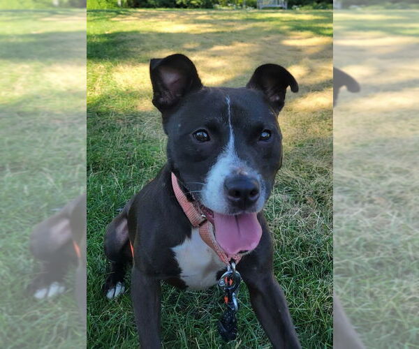 Medium Photo #3 Mutt Puppy For Sale in Bloomingdale, NJ, USA