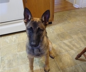 Belgian Malinois Puppy for sale in VERSAILLES, KY, USA
