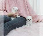 Small Photo #2 Maltese Puppy For Sale in CLERMONT, FL, USA