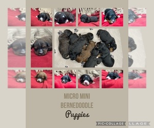 Miniature Bernedoodle-Poodle (Miniature) Mix Puppy for sale in BLOOMFIELD, IN, USA
