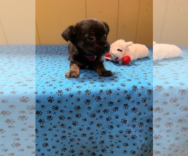 Medium Photo #4 Chihuahua Puppy For Sale in PATERSON, NJ, USA