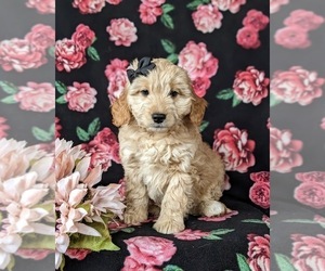 Goldendoodle (Miniature) Puppy for sale in KIRKWOOD, PA, USA