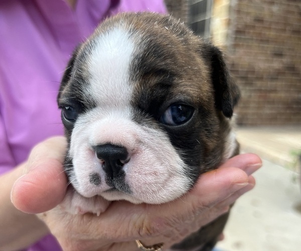 Medium Photo #6 Boston Terrier Puppy For Sale in BURLESON, TX, USA