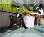 Puppy Oreo Boston Terrier