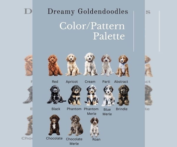 Medium Photo #7 Goldendoodle (Miniature) Puppy For Sale in CAPE CORAL, FL, USA