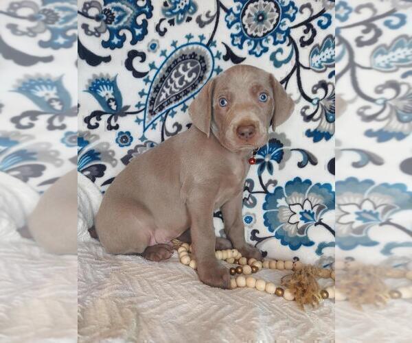 Medium Photo #1 Weimaraner Puppy For Sale in LEWISBURG, KY, USA
