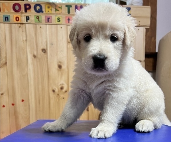 Medium Photo #7 Golden Shepherd Puppy For Sale in MARLBOROUGH, NH, USA