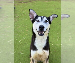Gerberian Shepsky Dogs for adoption in Sugar Land, TX, USA
