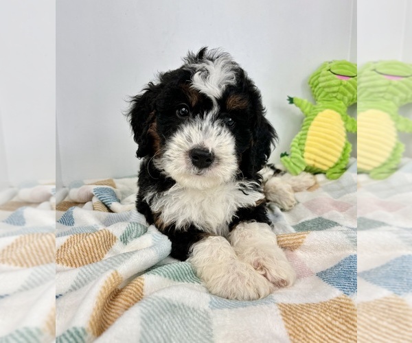 Medium Photo #4 Miniature Bernedoodle Puppy For Sale in FRANKLIN, IN, USA