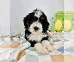 Small #3 Miniature Bernedoodle