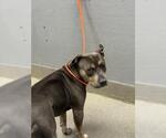 Small American Pit Bull Terrier Mix