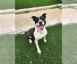 Small Photo #3 American Staffordshire Terrier-Unknown Mix Puppy For Sale in Perth Amboy, NJ, USA