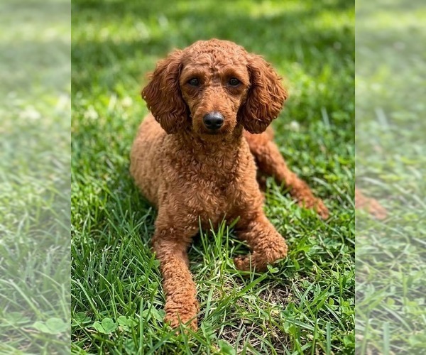 Medium Photo #1 Poodle (Toy) Puppy For Sale in RANCHO CUCAMONGA, CA, USA