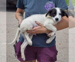 Small #1 Border Collie Mix