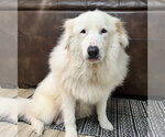 Small #4 Great Pyrenees