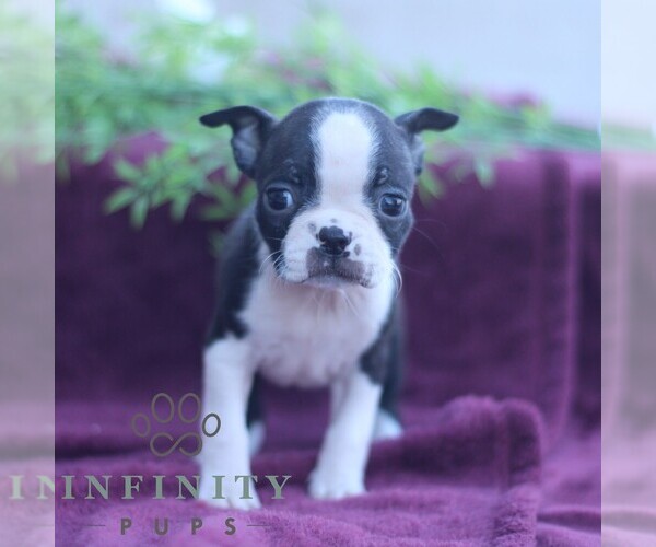 Medium Photo #1 Boston Terrier Puppy For Sale in PORT ROYAL, PA, USA